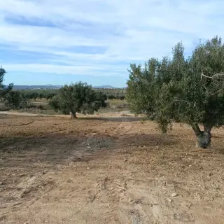 Terrain de 600 m² avec eau et électricité près de Hammamet Yasmine — photo 4