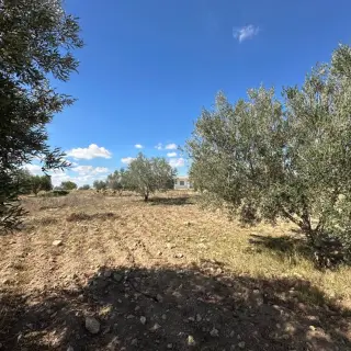 Domaine agricole de 39 000 m² avec maison, oliviers et sondage à Sidi Bou Ali