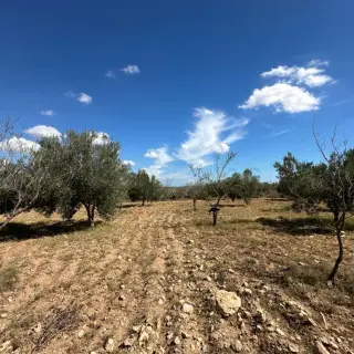 Domaine agricole de 39 000 m² avec maison, oliviers et sondage à Sidi Bou Ali — photo 2