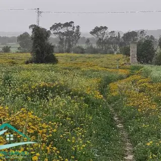 Terrain agricole de 50 000 m² avec puits sur route principale — photo 4