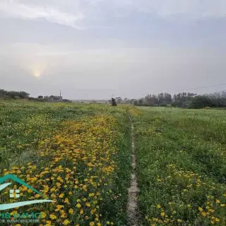Terrain agricole de 50 000 m² avec puits sur route principale — photo 5