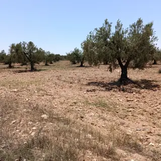 Terrain agricole sur route goudronnée, façade de 70 m