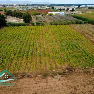 Terrain agricole de 10 hectares planté, avec puits et maison, à Libna — photo 5