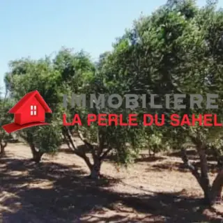 Ferme clôturée de 35000 m² plantée de 850 oliviers à Kalâa Kebira