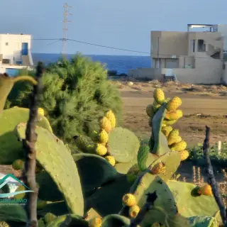Terrain d'habitation de 430 m² en résidence clôturée à Kélibia — photo 5