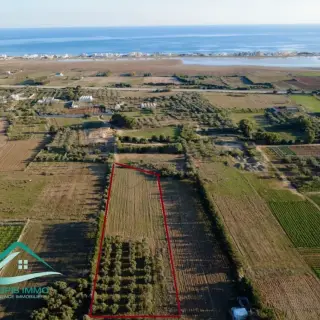 Terrain de 8 300 m² planté de 40 oliviers