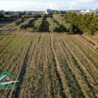 Terrain de 8 300 m² planté de 40 oliviers — photo 2