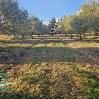 Terrain de 8 300 m² planté de 40 oliviers — photo 3