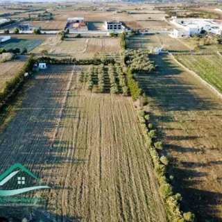 Terrain de 8 300 m² planté de 40 oliviers — photo 4