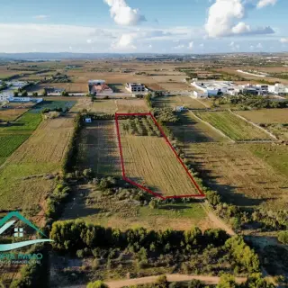 Terrain de 8 300 m² planté de 40 oliviers — photo 5