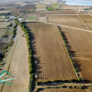 Terrain agricole de 28170 m² avec vigne à vendre à Kélibia — photo 5