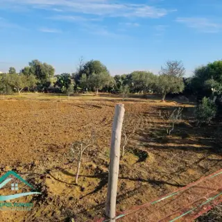 Terrain de 1000 m² sur la route de ceinture à Kélibia — photo 5