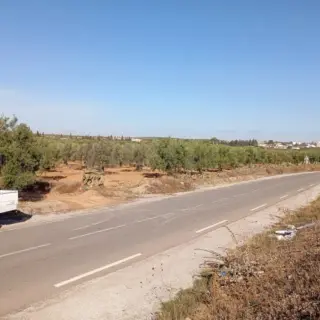 Agrarland über 3 Hektar mit Olivenbäumen an der Hauptstraße