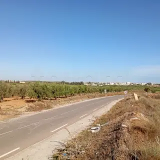 Terrain agricole de plus de 3 hectares avec oliviers à Mesjed Aissa — photo 2