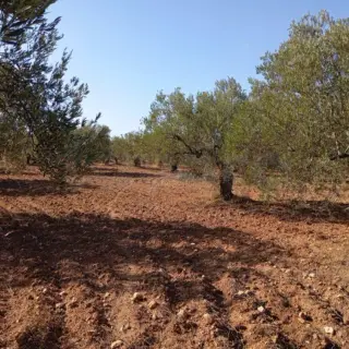 Terrain agricole de plus de 3 hectares avec oliviers à Mesjed Aissa — photo 3