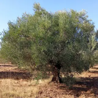 Terrain agricole de plus de 3 hectares avec oliviers à Mesjed Aissa — photo 4