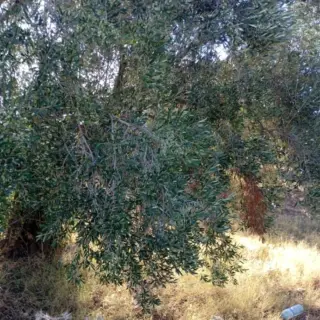 Terrain agricole de plus de 3 hectares avec oliviers à Mesjed Aissa — photo 5