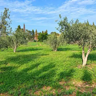 Terrain agricole à Sounine