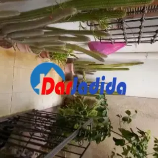 Vend Villa Delybrahim 165M2 — photo 3