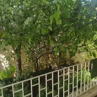 Villa avec trois chambres, jardin et grand studio à Radès Méliane — photo 2