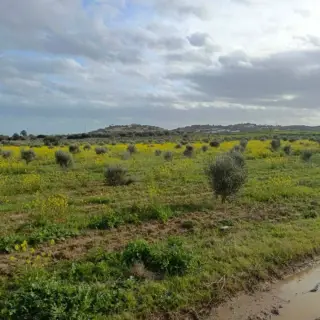 Terrain de 1000 m² avec eau et électricité à Monchar, près de Hammamet — photo 2