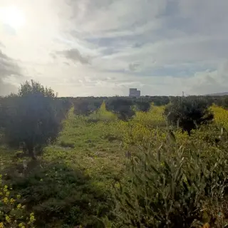 Terrain de 1000 m² avec eau et électricité à Monchar, près de Hammamet — photo 3