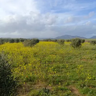 Terrain de 1000 m² avec eau et électricité à Monchar, près de Hammamet — photo 4