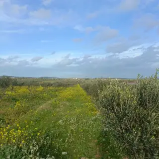 Terrain de 1000 m² avec eau et électricité à Monchar, près de Hammamet — photo 5