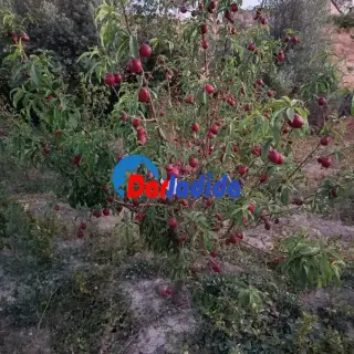 مزرعة خاصة