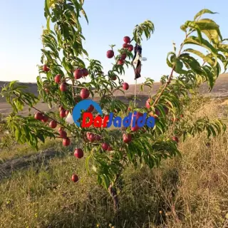 مزرعة خاصة — photo 2