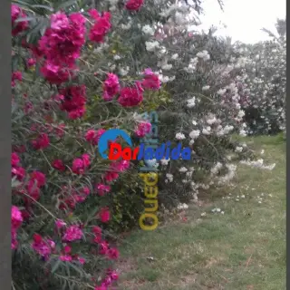 Villa Avec Grand Terrain Biskra À Proximité De L'hôtel Ziban — photo 2