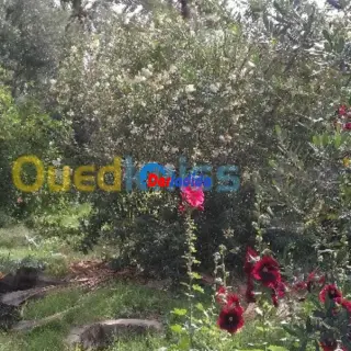 Villa Avec Grand Terrain Biskra À Proximité De L'hôtel Ziban — photo 3