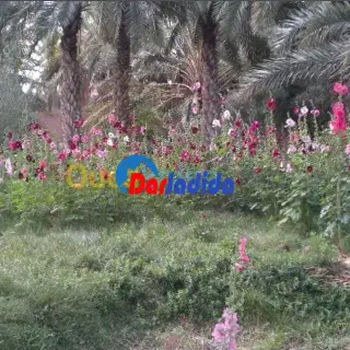 Villa Avec Grand Terrain Biskra À Proximité De L'hôtel Ziban — photo 4