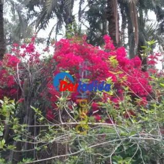 Villa Avec Grand Terrain Biskra À Proximité De L'hôtel Ziban — photo 5