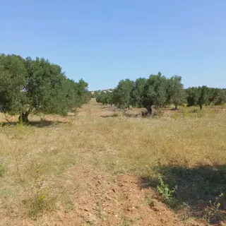 Terreno di 500 m² con titolo fondiario a 10 minuti da Hammamet Yasmine