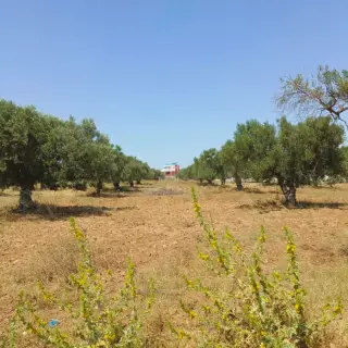 Terrain de 500 m² avec titre foncier à 10 minutes de Hammamet Yasmine — photo 2
