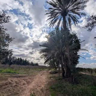Vente Terrain 27-Mostaganem (Aïn Nouissy) 45000 m² 5029 — photo 4