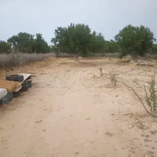 للبيع ارض فلاحية ( غرس) à vendre Terrain agricole (planté) — photo 2
