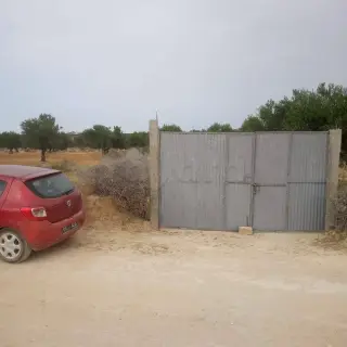 للبيع ارض فلاحية ( غرس) à vendre Terrain agricole (planté) — photo 3