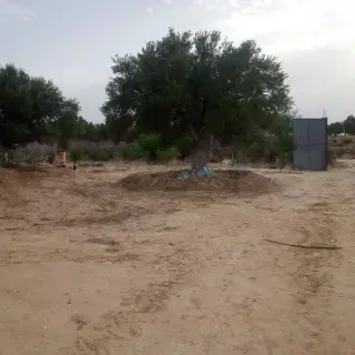 للبيع ارض فلاحية ( غرس) à vendre Terrain agricole (planté) — photo 4