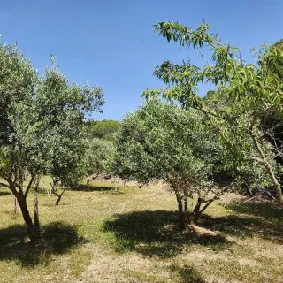 Terrain agricole Ras Jebel — photo 2