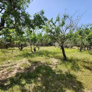 Terrain agricole Ras Jebel — photo 4