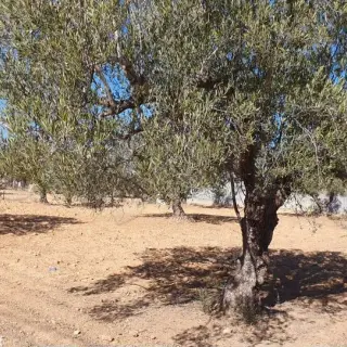 À Vendre – Belle Opportunité À Kalaa Kebira