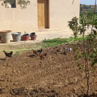 Terrain Agricole Zaghouan — photo 4