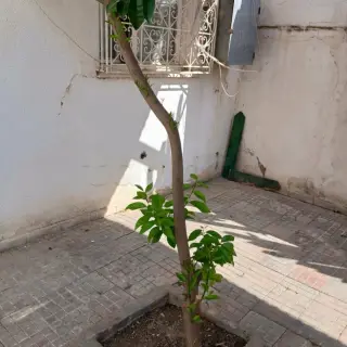 Duplex S+4 avec jardin, grande terrasse et deux accès à El Ouardia 4 — photo 5