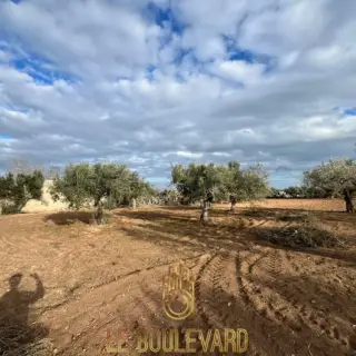Terrain agricole de 2002 m² avec vue sur mer et 14 oliviers à Dharoufa