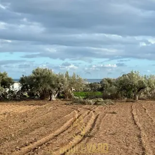 Terrain agricole de 2002 m² avec vue sur mer et 14 oliviers à Dharoufa — photo 3